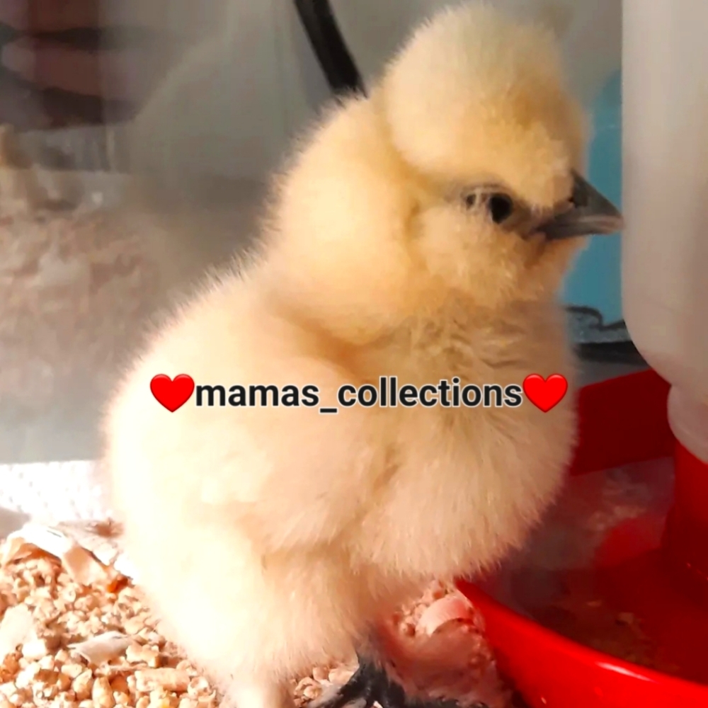 Meet your Posher, mamas_collections